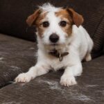 Cómo quitar los pelos de perro del sofá: trucos de expertos