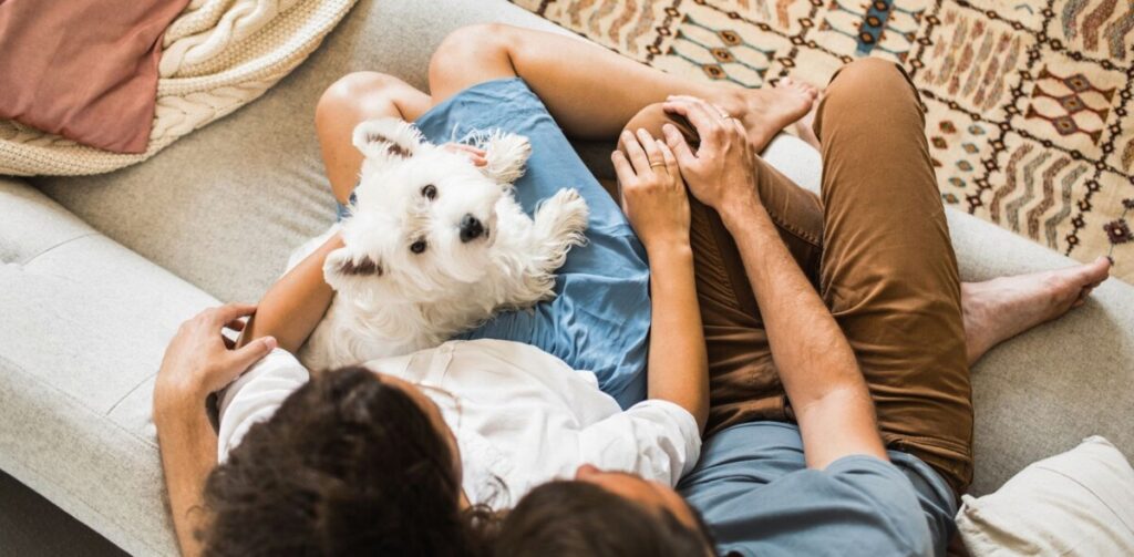 Qué funda comprar para sillón si tienes mascotas