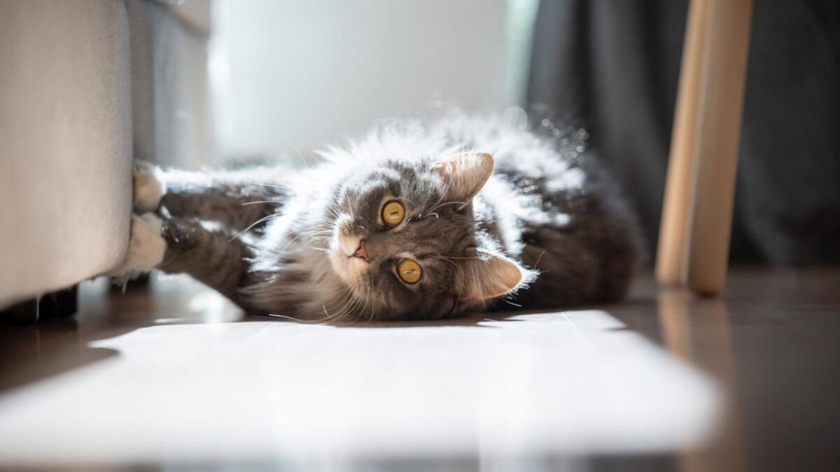 Cómo evitar que el gato arañe el sofá - Consejos e información útil sobre  sofás