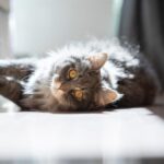 Cómo evitar que el gato arañe el sofá